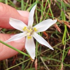Moraea elsiae