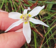 Moraea elsiae