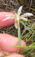 Moraea elsiae