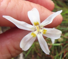 Moraea elsiae