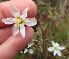 Moraea elsiae