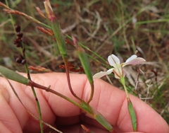 Moraea elsiae