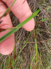 Moraea elsiae