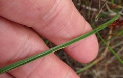 Moraea elsiae