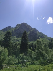 Abies nordmanniana