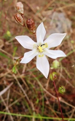 Moraea elsiae