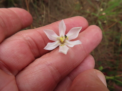 Moraea elsiae