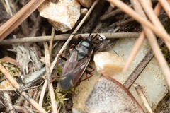 Eremocoris fenestratus