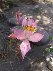 Alstroemeria pallida
