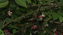 Miconia blepharodes