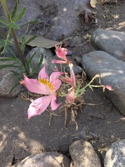 Alstroemeria pallida