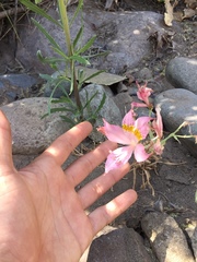 Alstroemeria pallida