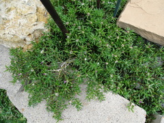 Portulaca pilosa
