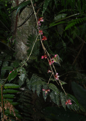 Miconia blepharodes