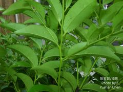Diospyros kotoensis