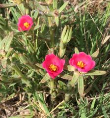 Portulaca cryptopetala