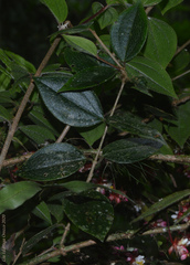 Miconia blepharodes