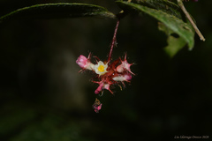 Miconia blepharodes