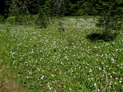 Erythronium montanum