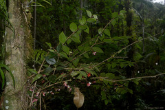 Miconia blepharodes