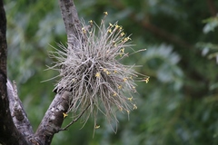 Fine-leaf airplant (Tillandsia capillaris)