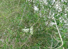 Aloysia gratissima