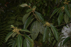 Miconia dasytricha