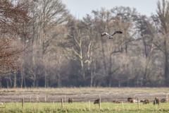 Buteo buteo