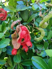 Pithecellobium winzerlingii