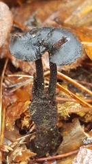 Auriscalpium vulgare