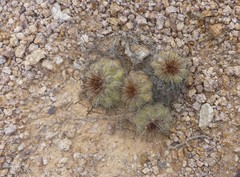 Copiapoa grandiflora