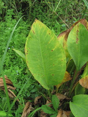 Plectosphaerella alismatis