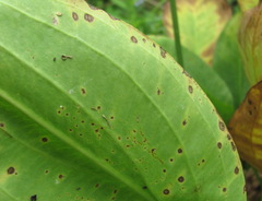 Plectosphaerella alismatis