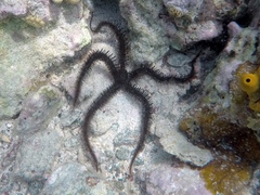 Ophiocoma echinata