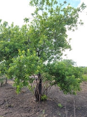 Combretum adenogonium