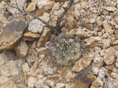 Copiapoa