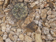 Copiapoa