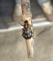 Stripsipher orientalis