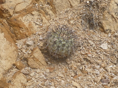 Copiapoa longistaminea