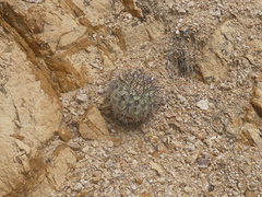 Copiapoa longistaminea