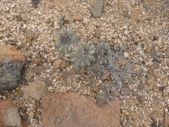 Copiapoa grandiflora