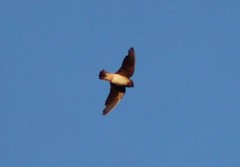 Petrochelidon fulva