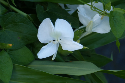 Butterfly ginger lily