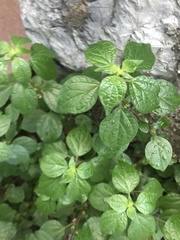 Parietaria judaica