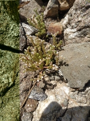 Sedum gracile