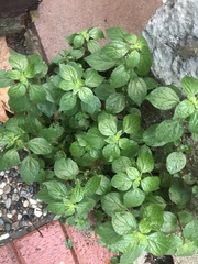Parietaria judaica