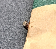 Xylopsocus capucinus