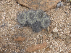 Copiapoa grandiflora