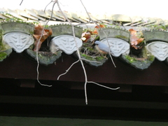 Sitta europaea