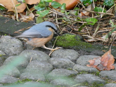 Sitta europaea